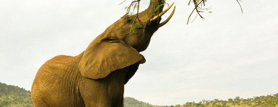 South Africa Safari: All the Keys to Getting It Right (2026)