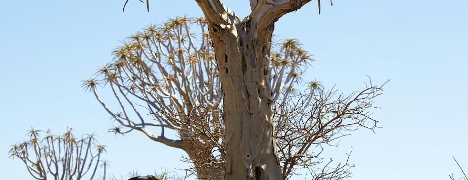 Top 12 places to stop on a Namibia roadtrip safari (2026)