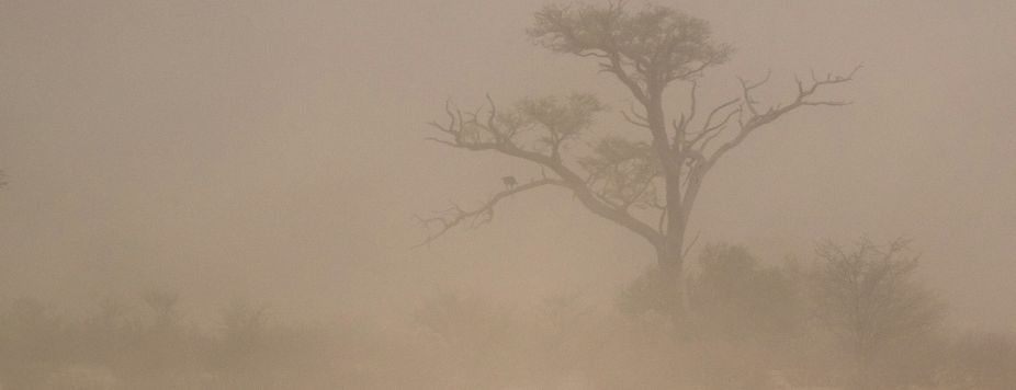 In the Wild: a 4x4 immersion in the Kalahari