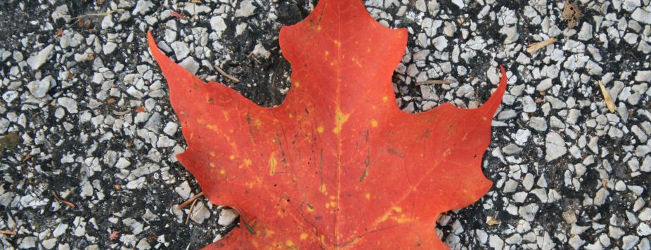 Raid motoneige Canada : tout ce qu’il faut savoir (2026)