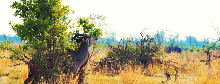 5 Reasons to Go on a Botswana 4x4 Safari Roadtrip