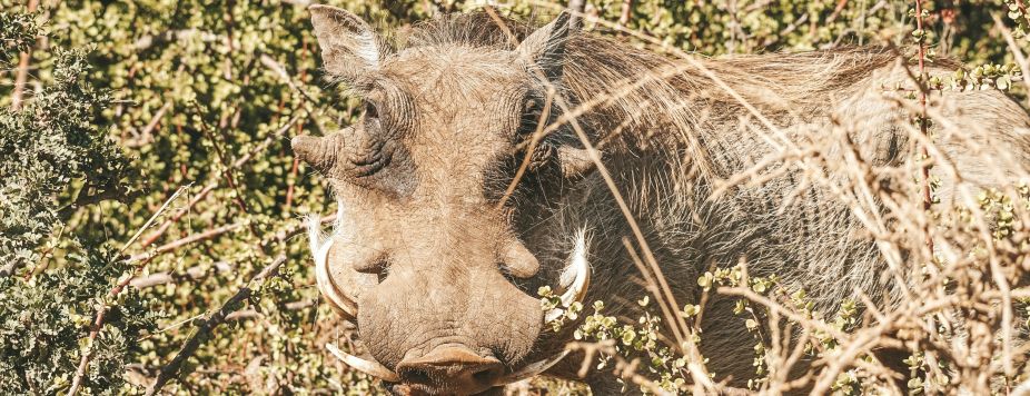 The most beautiful safari circuits in South Africa