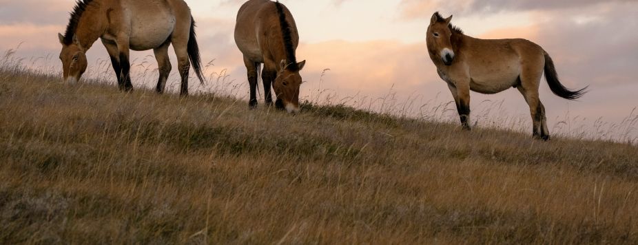 12,700 km by 4x4: Chuka’s Roadtrip from Mongolia to France