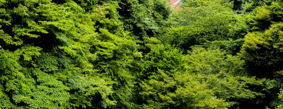 The Most Beautiful Road of the Week: Irohazaka, Japan