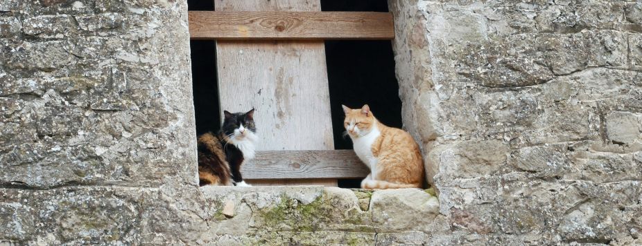 Léo & Coco: a Royal Enfield roadtrip across France
