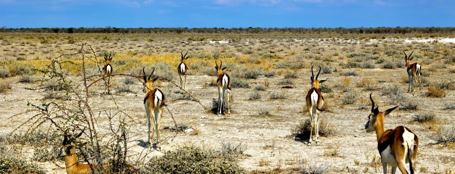 Namibia: A Land of a Thousand-and-One Dunes