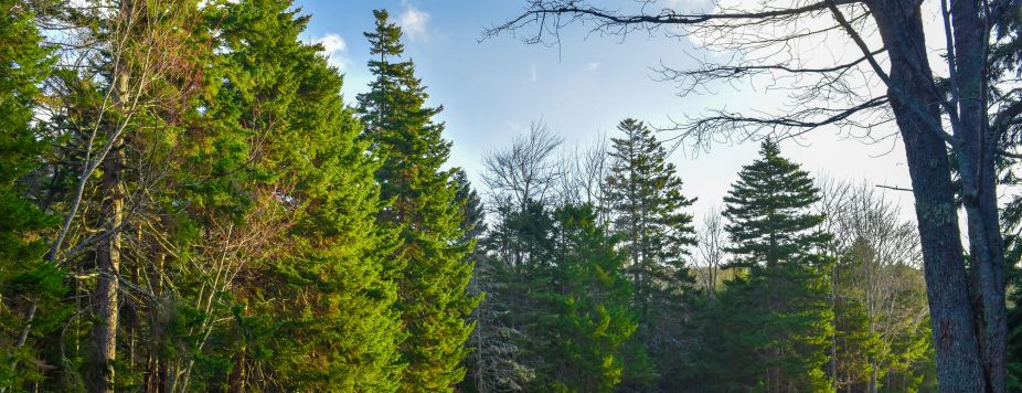 Top 5 USA Roadtrips to Put on Your Radar for 2026