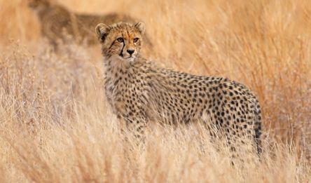 Mlilwane – Parc National Kruger
