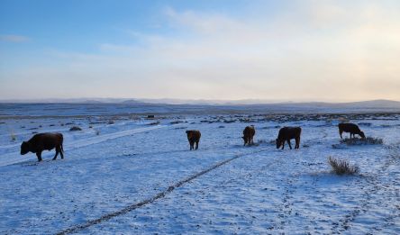 Ugii Nuur – Tsenkher Hot Springs