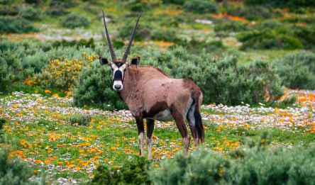 Eland’s Bay - Namaqualand