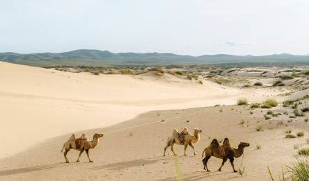 Mini-Gobi