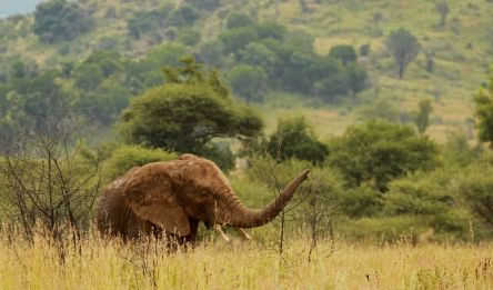 Parc National Kruger