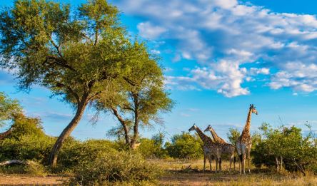 Blyde River Canyon - Parc Kruger (Olifants)
