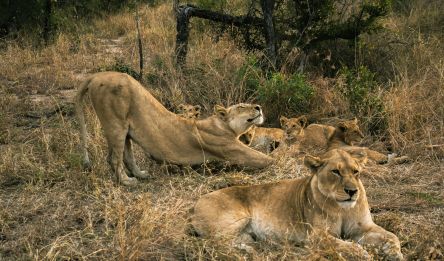 Parc Kruger (Olifants - Sabie River)