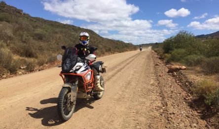 Springbok - Désert du Karoo