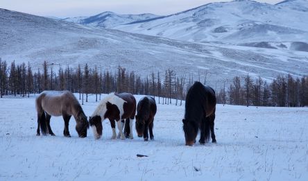 Ikh Khan Khubilai – Kharkhorin