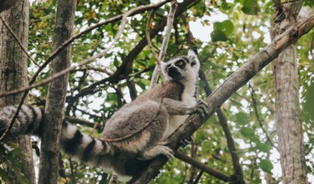 Ranomafana - Ambalavao