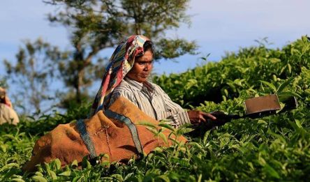 Jour 9 : - Ooty - Cheruthuruty - 180 km de route – 5h de voyage