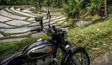 Ubud - Belimbing