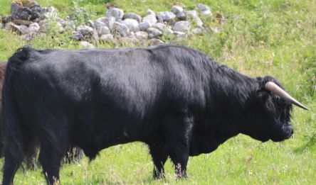 Édimbourg - Fort William