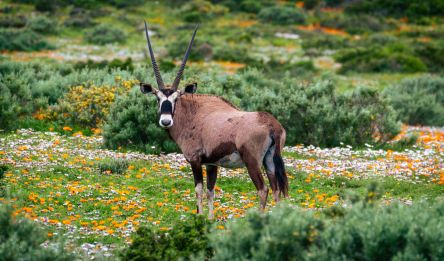 Tankwa Karoo - Namaqualand