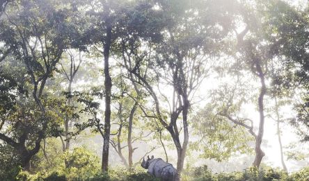 Chitwan