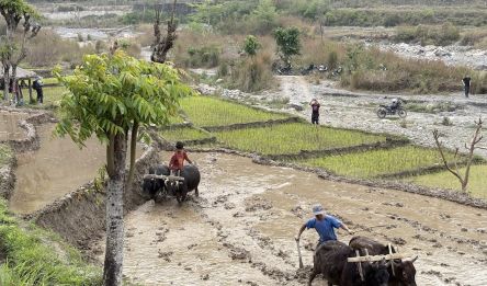 Patan - Chitwan