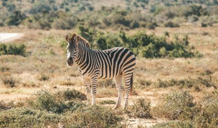 et jour 15 - Maputo - Eswatini (Mlilwane)