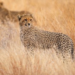 Mlilwane – Parc National Kruger