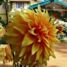 Jour 10 - Tanjore — Sud de Pondichéry - 220 km