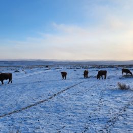 Ugii Nuur – Tsenkher Hot Springs