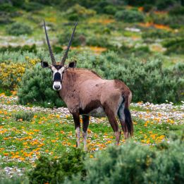 Eland’s Bay - Namaqualand
