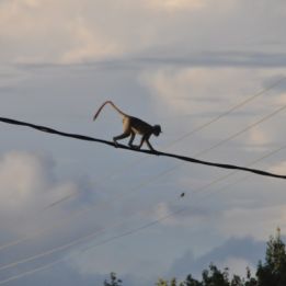 Jour 11 : - Matara - Galle - 40 Km en voiture