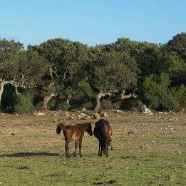 Nurallao - Riola Sardo