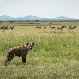Jour 3 : Matadi – Lac Natron - 230 km