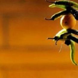 Jour 2 - Delhi - Nalagarh - 310 km