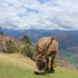 Jour 8 - Urubamba - Quince Mil (650m)