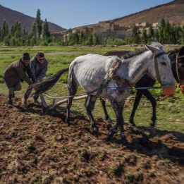 Gorges du Dadès - Agoudal