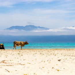 Saint - Florent - Calvi