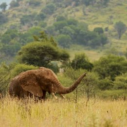 Parc National Kruger