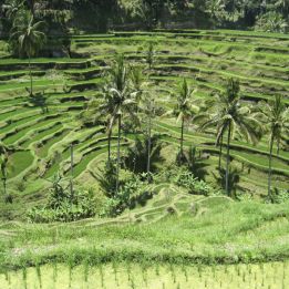 Pemuteran - Île de Menjangan