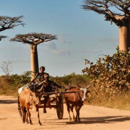 Parc d’Isalo - Mangily