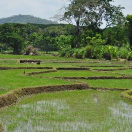 Jour 9 : - Ella - Uda Walawe - 170 km de routes – 2h30 de conduite