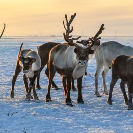 Hetta - Muonio par Pallas Tunturi