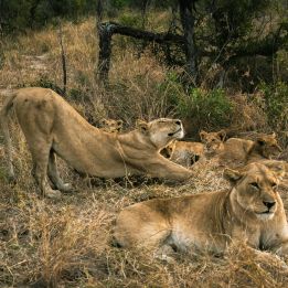 Parc Kruger (Olifants - Sabie River)