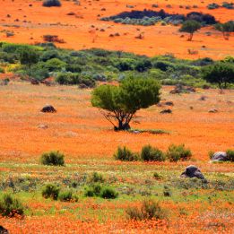 Namaqualand - Cape Town