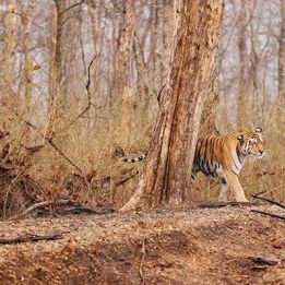 Jour 10 - Kanha - Pench - 150 km - 6h de conduite