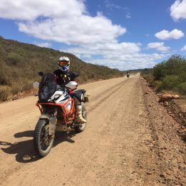 Springbok - Désert du Karoo