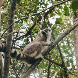 Ranomafana - Ambalavao