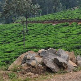 Jour 3 : - Changanassery -Kumily - 110 km de route – 6h de voyage